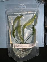 ADA 馬達加斯加網草 Aponogeton madagascerensis IC300